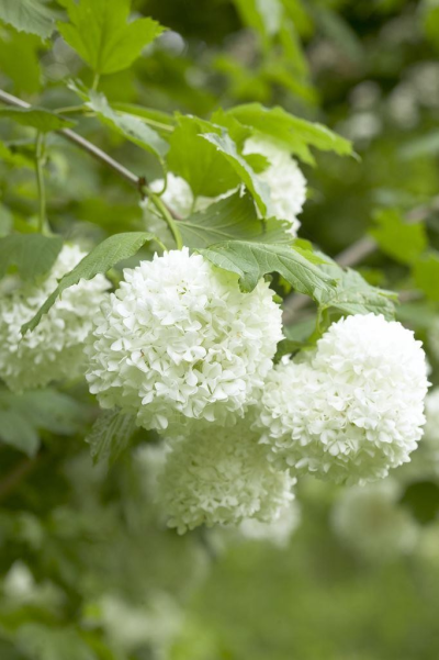 Snowballs Design - Not sure what to choose? Leave it up to us to design a beautiful arrangement to match the occasion. This design is definatly our choice. It could be a bouquet, a posy, or a box arrangement. We will create a design using the freshest of locally sourced flowers.