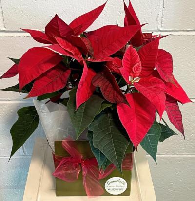 Christmas Poinsettia - A beautiful touch of Christmas cheer to bring to the Christmas table.